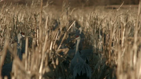 Sandhill cranes in a corn field in bernardo Stock Footage 45807500