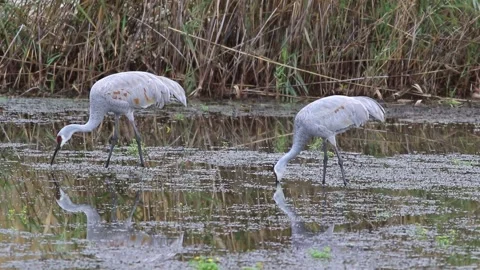 Sandhill Cranes couple foraging in marsh 16s Stock Footage 142686762