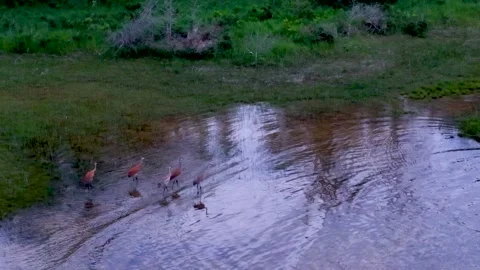 Sandhill Cranes Crossing Reflective Marsh Water Stock Footage 345298452