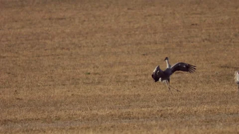 Sandhill Cranes Dance, Birds Interact Video stock 237203823