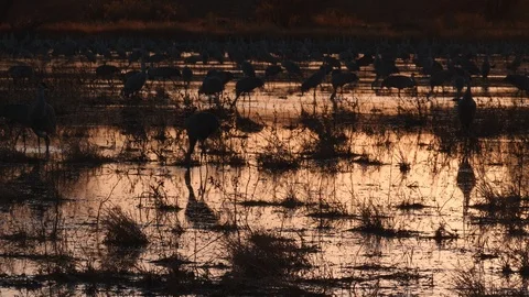 Sandhill Cranes During Sunset in a Marsh Stock Footage 86220300