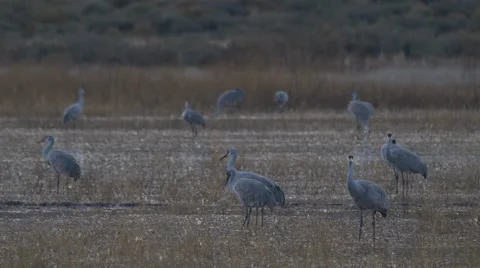 Sandhill Cranes Feed in Morning Light Stock Footage 59128540