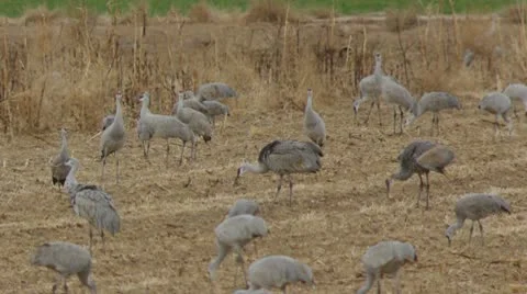 Sandhill Cranes in a Field 2 Stock Footage 10749359
