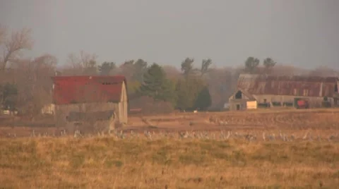 Sandhill Cranes in Field Stock Footage 1014891