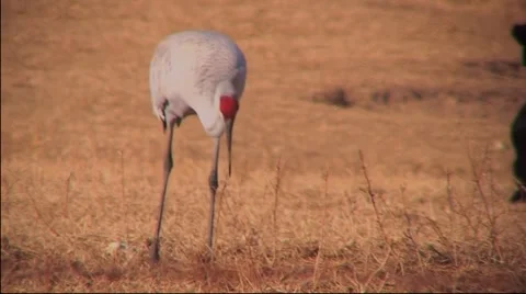 Sandhill Cranes in Field Stock Footage 1039986