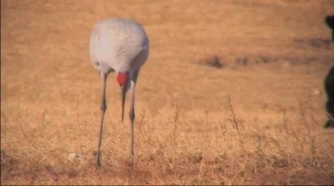 Sandhill Cranes in Field  Stock Footage 1068693