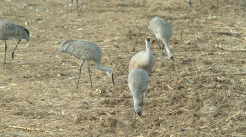 Sandhill cranes in a field Stock Footage 35987822