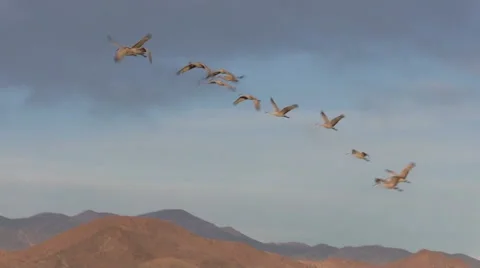 Sandhill Cranes in Flight at Bosque Del Apache NWR Vídeos de archivo 45012624