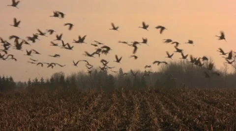 Sandhill Cranes in Flight Stock Footage 1014780