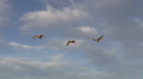 Sandhill Cranes in Flight Vídeos de archivo 45012631