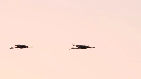 Sandhill Cranes in Flight Stock Footage 86219250