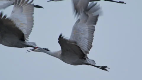 Sandhill Cranes in flight, small flock, to left, slomo 4k Stock Footage 263385512
