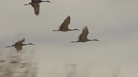 Sandhill Cranes fly by trees in formation, Ladd Gordon Refuge, New Mexico Stock Footage 5502920
