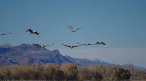 Sandhill Cranes Flying 2 Stock Footage 1092642