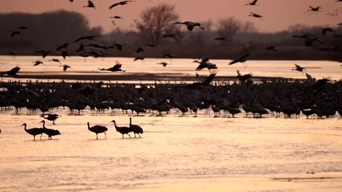 Sandhill Cranes Flying During Migration Season Stock-Footage 278238232