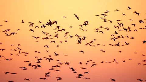 Sandhill Cranes Flying During Migration Season Stock-Footage 278238588