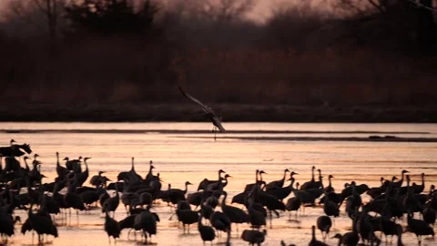 Sandhill Cranes Flying During Migration Season and Landing on a Pond Stock-Footage 278238813