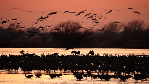  Sandhill Cranes Flying During Migration Season and Landing on a Pond Stock-Footage 278239161
