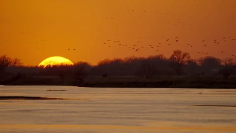 Sandhill Cranes Flying During Migration Season at Sunset Video stock 278239860