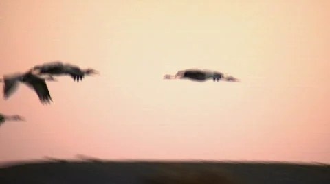 Sandhill Cranes Flying Stock Footage