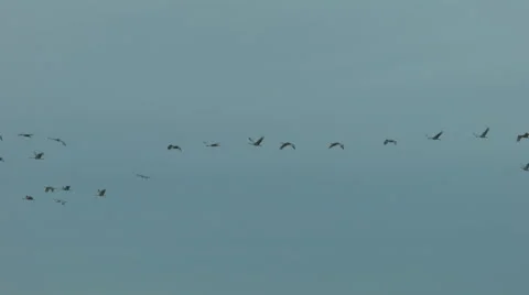 Sandhill Cranes Flying in formation Stock Footage 47482571