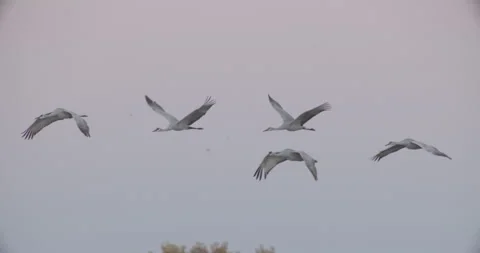 Sandhill Cranes Flying Slow Motion Stock-Footage 314361405