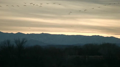Sandhill Cranes Flying into the Sunset Stock Footage 47484052