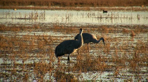 Sandhill Cranes Stock Footage 75269