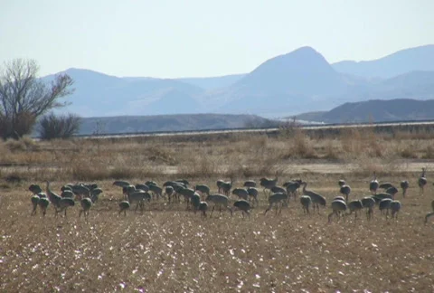 Sandhill Cranes Stock Footage 92575