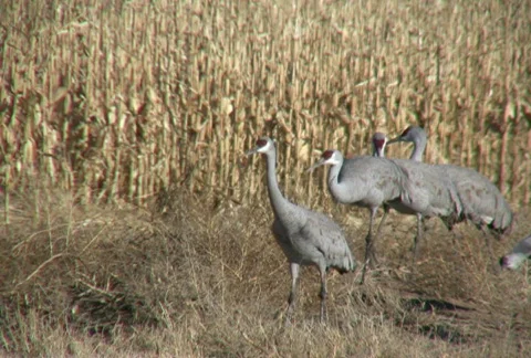 Sandhill Cranes Stock Footage 92645