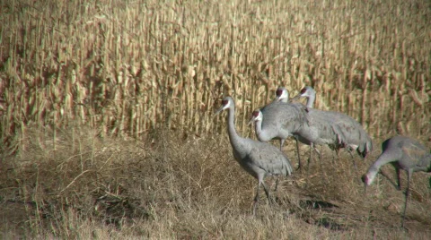 Sandhill Cranes Stock Footage 92683