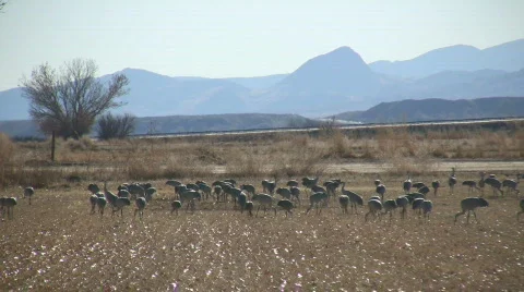 Sandhill Cranes Stock Footage 92687