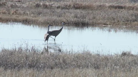 Sandhill crane's Stock Footage 2807351