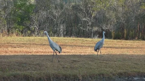 Sandhill Cranes Stock Footage 10734473