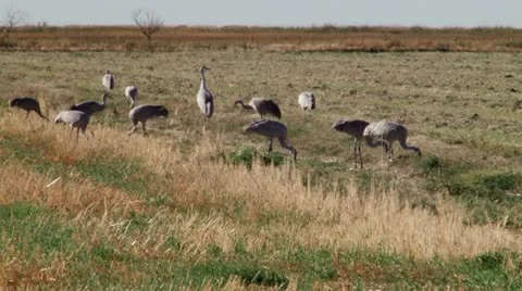 Sandhill Cranes Stock Footage 11522415