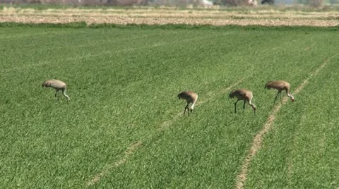 Sandhill Cranes Stock Footage 11747688