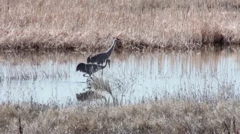 Sandhill cranes Stock Footage 21615349
