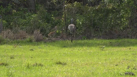 Sandhill Cranes Stock Footage 88789603