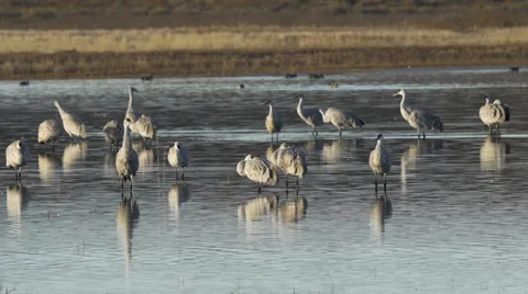 Sandhill Cranes In Golden Pond in New Mexico Stock Footage 59553777