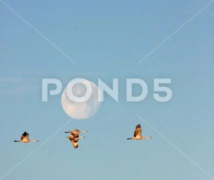 Sandhill Cranes Inflight Moon Bosque del Apache National Wildlife Refuge Stock Photos
