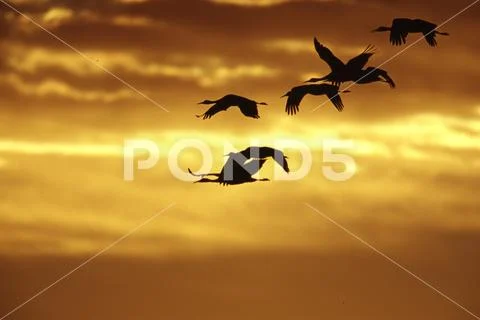 Sandhill Cranes Inflight Sunrise Stock Photos