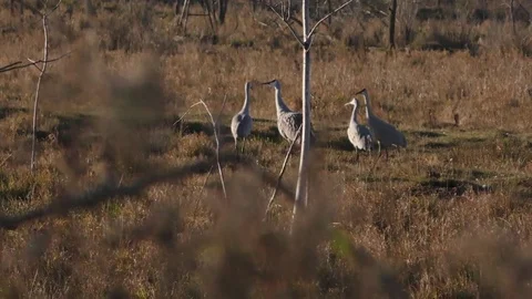 Sandhill Cranes making noise Stock Footage 75429369