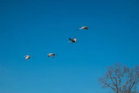 Sandhill cranes migration Stock Photos