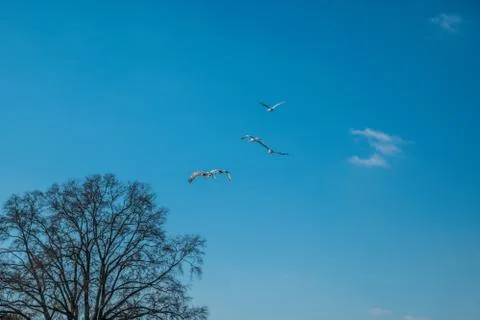 Sandhill cranes migration Foto stock