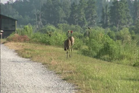 Sandhill cranes NTSC Stock Footage 8950573