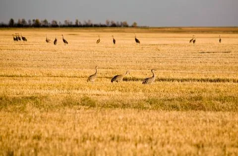 Sandhill Cranes Stock Photos
