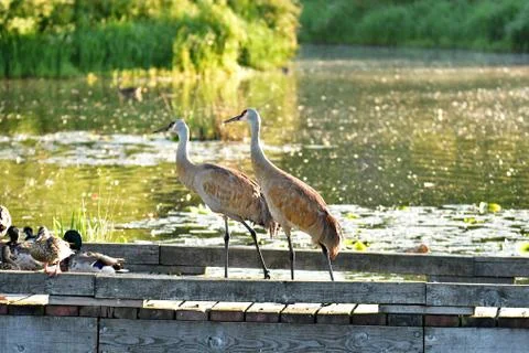 The Sandhill cranes Stock Photos
