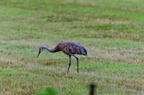 Sandhill cranes Stock Photos