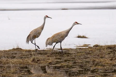 Sandhill Cranes Stock Photos