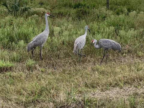 Sandhill cranes Stock Photos